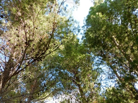 trees