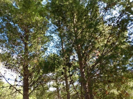 trees