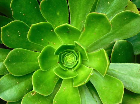 plants