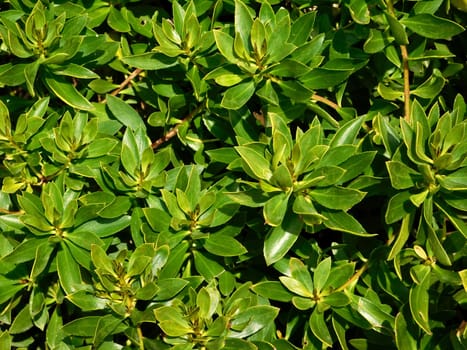 plants