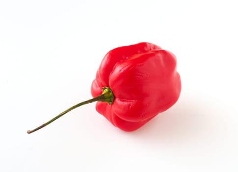Hot and spicy Habanero chili on a white background