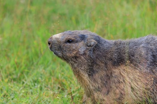 Alpine marmot (Marmota marmota) in grass. French Alps