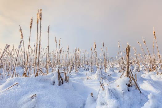 lake in winter. Location: Comana Natural Park, Romania.