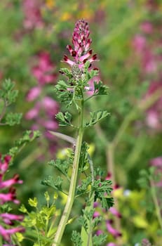 Flowering earth smoke Fumaria officinalis