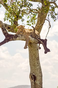Leopard lying on a branch with two paws hanging in the savannah of Maasai Mara Park in North West Kenya