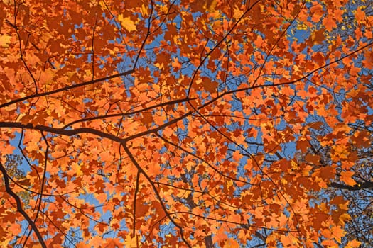 Red Leaves in the Sky in Great River Bluffs State Park in Minnesota
