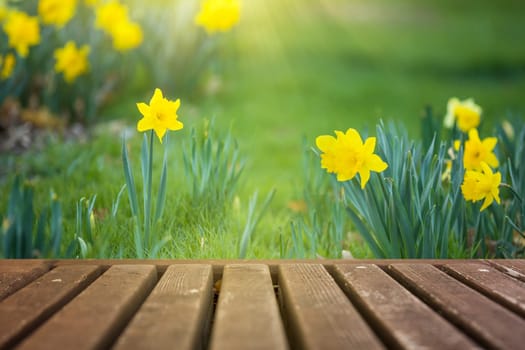 Spring flowers and wooden deck in morning sunlight background