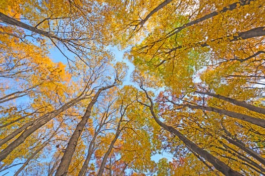 Looking up into a Catherdral of Yellow Trees in Great River Bluffs State Park in Wisconsin