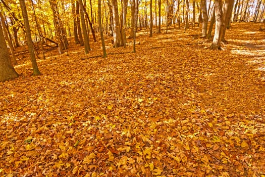 The Forest Floor in the Fall in Great River Bluffs State Park in Minnesota
