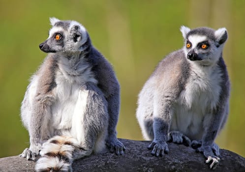 Two Kattas Lemur catta