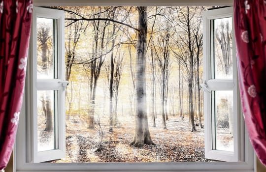 Whispering woodland viewed through an open window with red curtains during a cold autumn morning. Mist and fog slowly waft though the forest trees
