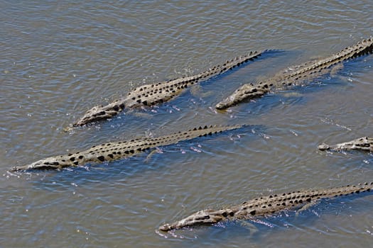 Crocodiles on Patrol in the Rio Tarcoles in Costa Rica