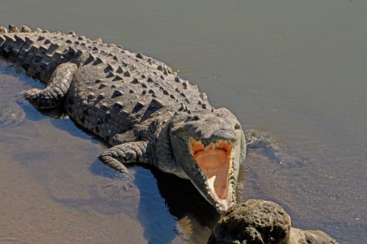 Looking into the Mouth of a Crocodile on the Rio Tarcoles in Costa Rica
