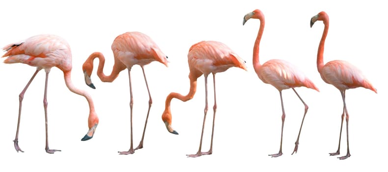 Beautiful flamingo bird isolated on white background