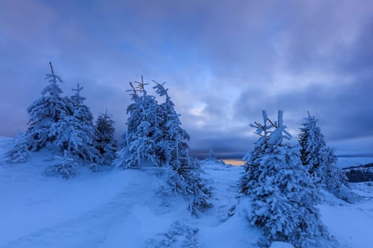 pine in winter. The Ciucas Mountains, Romania