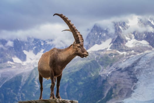 Ibex, Range of Mont Blanc. French Alps