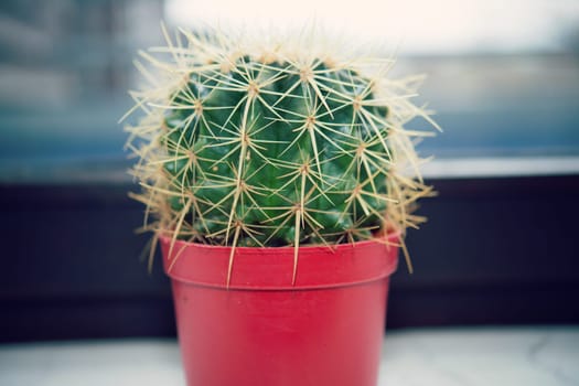 little round cactus in flower pot at home