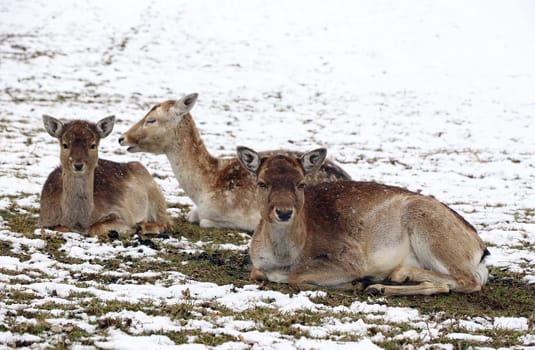 Female fallow deer with young animals in winter. A herd of fallow deer