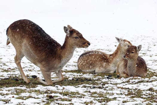 Female fallow deer with young animals in winter. A herd of fallow deer