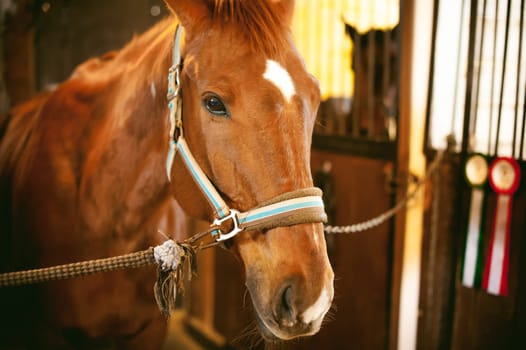 horse in a stall in the stables