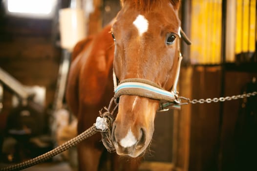 horse in a stall in the stables