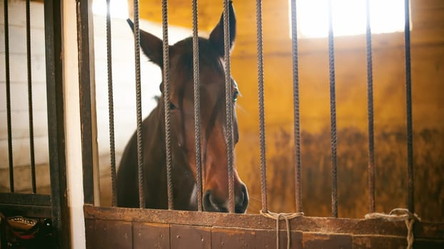 horse in a stall in the stables behind bars