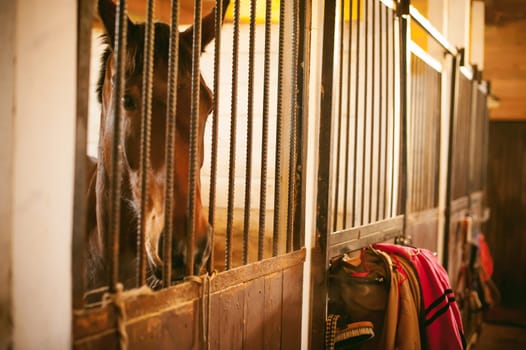 horse in a stall in the stables behind bars