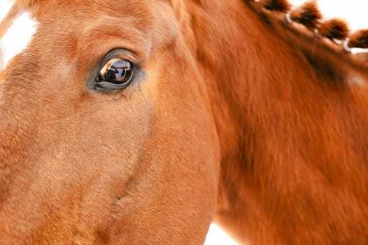 horse's head. animal portrait on a white background.