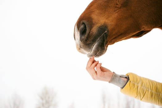 horse muzzle of the face with a woman's hand, concerns the nose. animal close-up portrait on a white background.