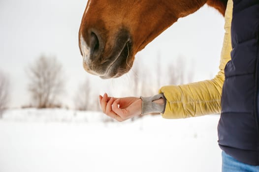Female rider and horse in the open air. portrait of a beautiful young woman with her stallion, outdoors in winter.