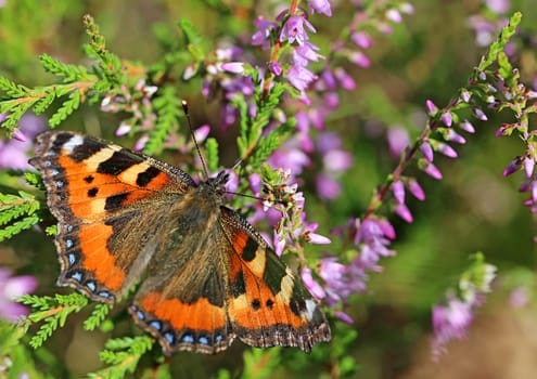 Small fox Aglais urticae on heather Calluna vulgaris