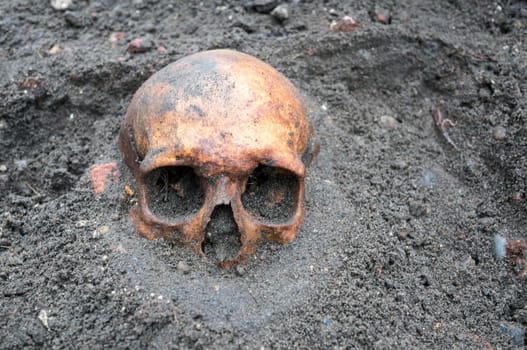 Archaeological excavation with old antique skull still half buried in the ground.