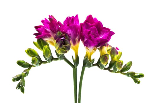 Freesia purple,close-up of the flower isolated on white