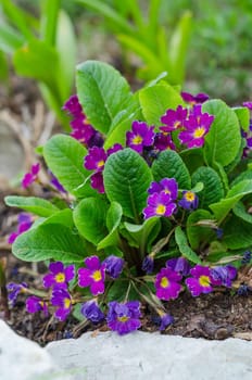 Blossoming spring primrose, close-up