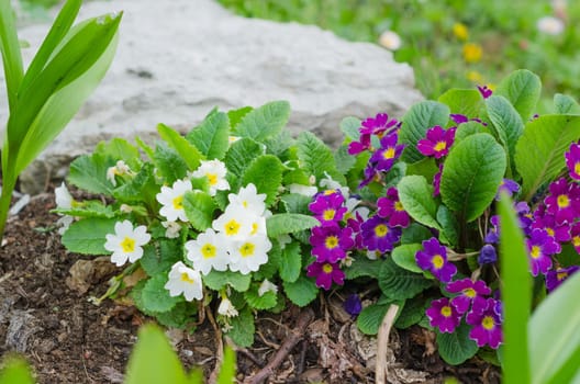 Blossoming spring primrose, close-up