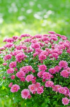 Beautiful blooming pink chrysanthemum bush in the garden