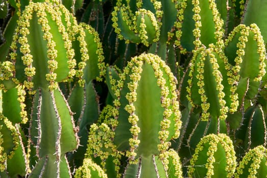 cacti on fuerteventura
