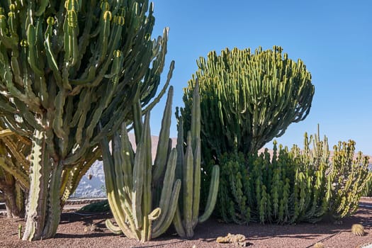 cacti on fuerteventura