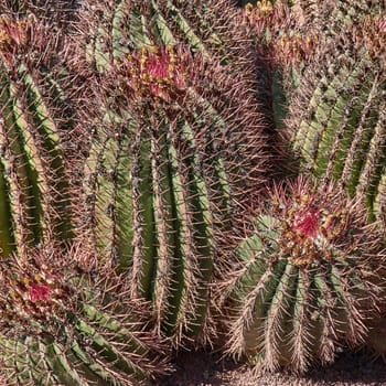 cacti on fuerteventura