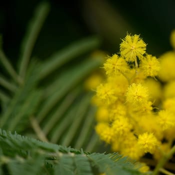 wonderful yellow mimosa flowers from the tree