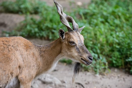A nice brown female of billygoat