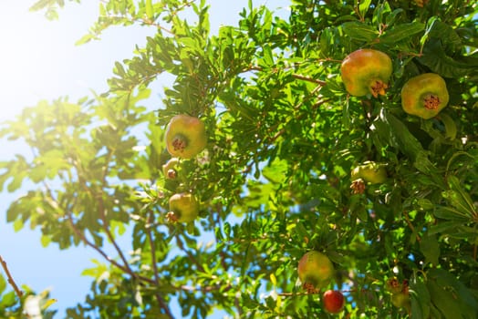 Green pomegranate on tree in a garden