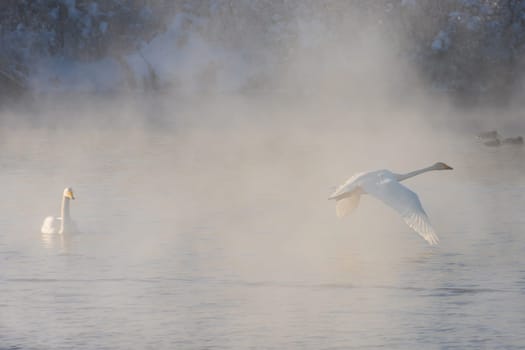 Beautiful white whooping swans swimming in the nonfreezing winter lake. The place of wintering of swans, Altay, Siberia, Russia.
