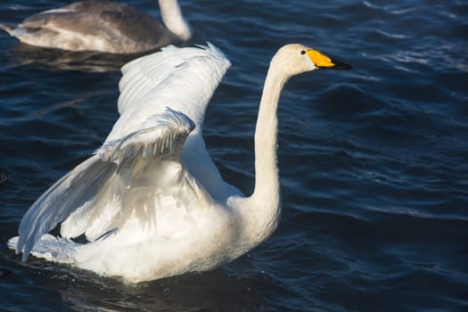 Beautiful white whooping swans swimming in the nonfreezing winter lake. The place of wintering of swans, Altay, Siberia, Russia.
