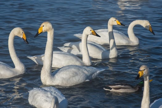 Beautiful white whooping swans swimming in the nonfreezing winter lake. The place of wintering of swans, Altay, Siberia, Russia.
