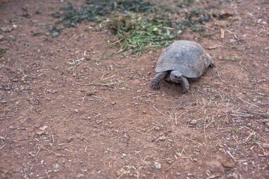 Photo of the turtle on the land