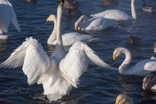 Beautiful white whooping swans swimming in the nonfreezing winter lake. The place of wintering of swans, Altay, Siberia, Russia.