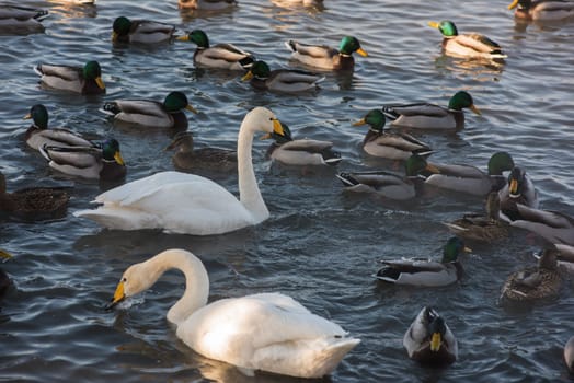 Beautiful white whooping swans swimming in the nonfreezing winter lake. The place of wintering of swans, Altay, Siberia, Russia.