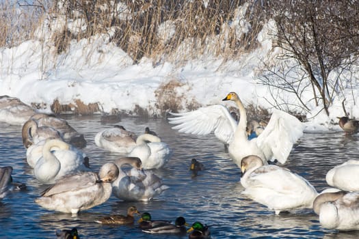 Beautiful white whooping swans swimming in the nonfreezing winter lake. The place of wintering of swans, Altay, Siberia, Russia.