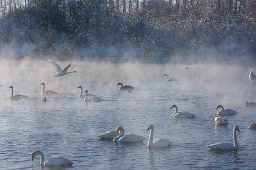 Beautiful white whooping swans swimming in the nonfreezing winter lake. The place of wintering of swans, Altay, Siberia, Russia.